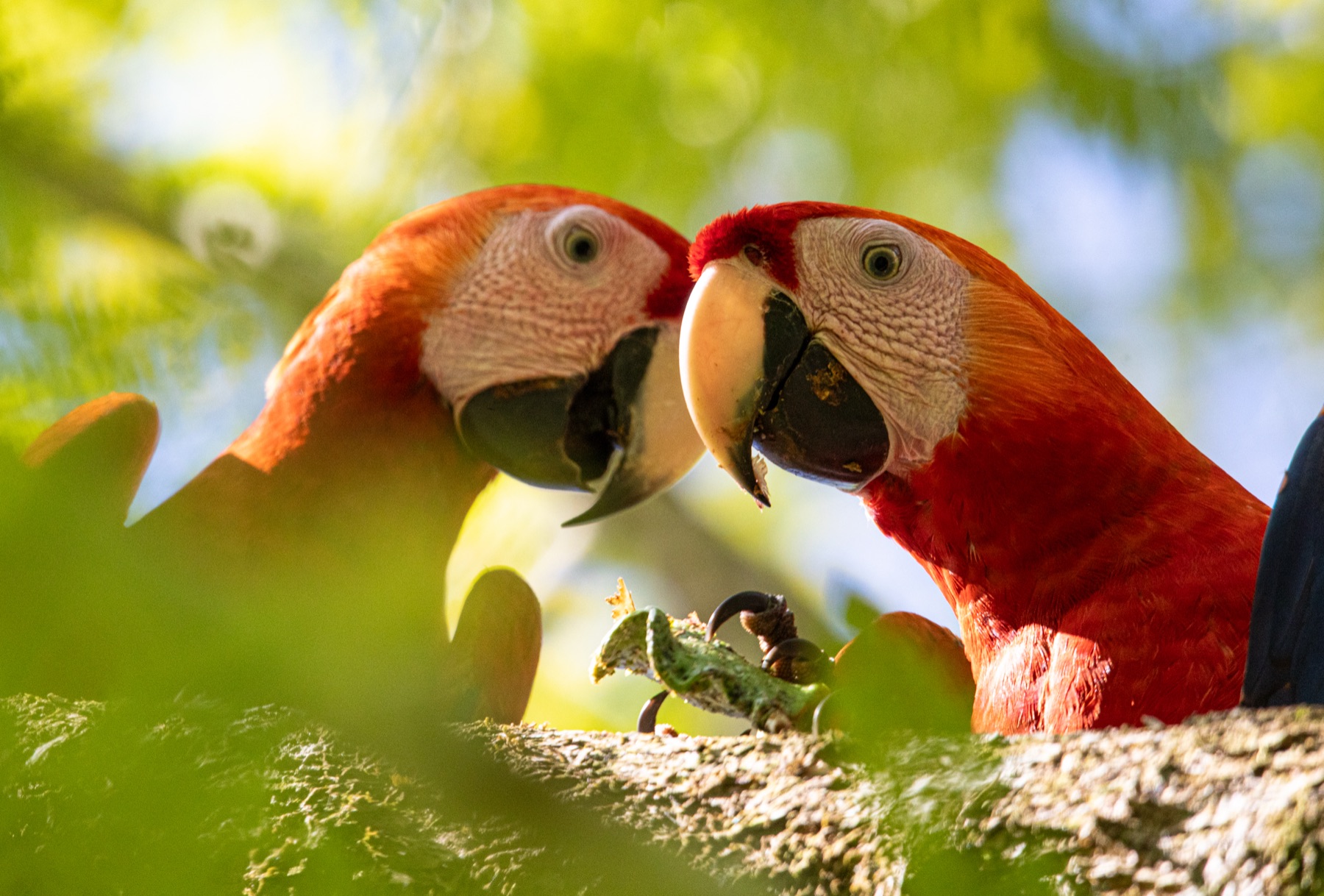 Scarlet macaws