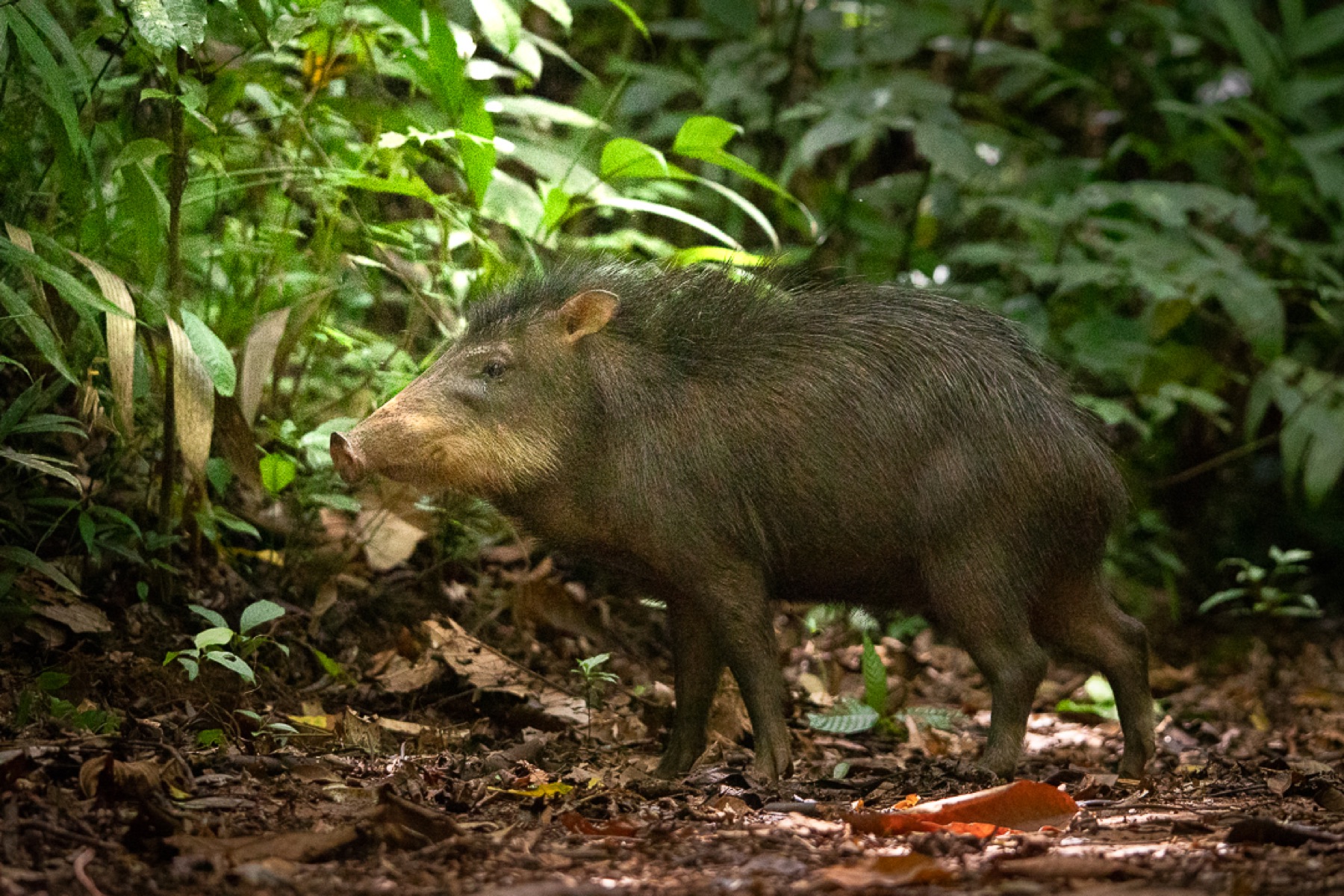 White-lipped peccary