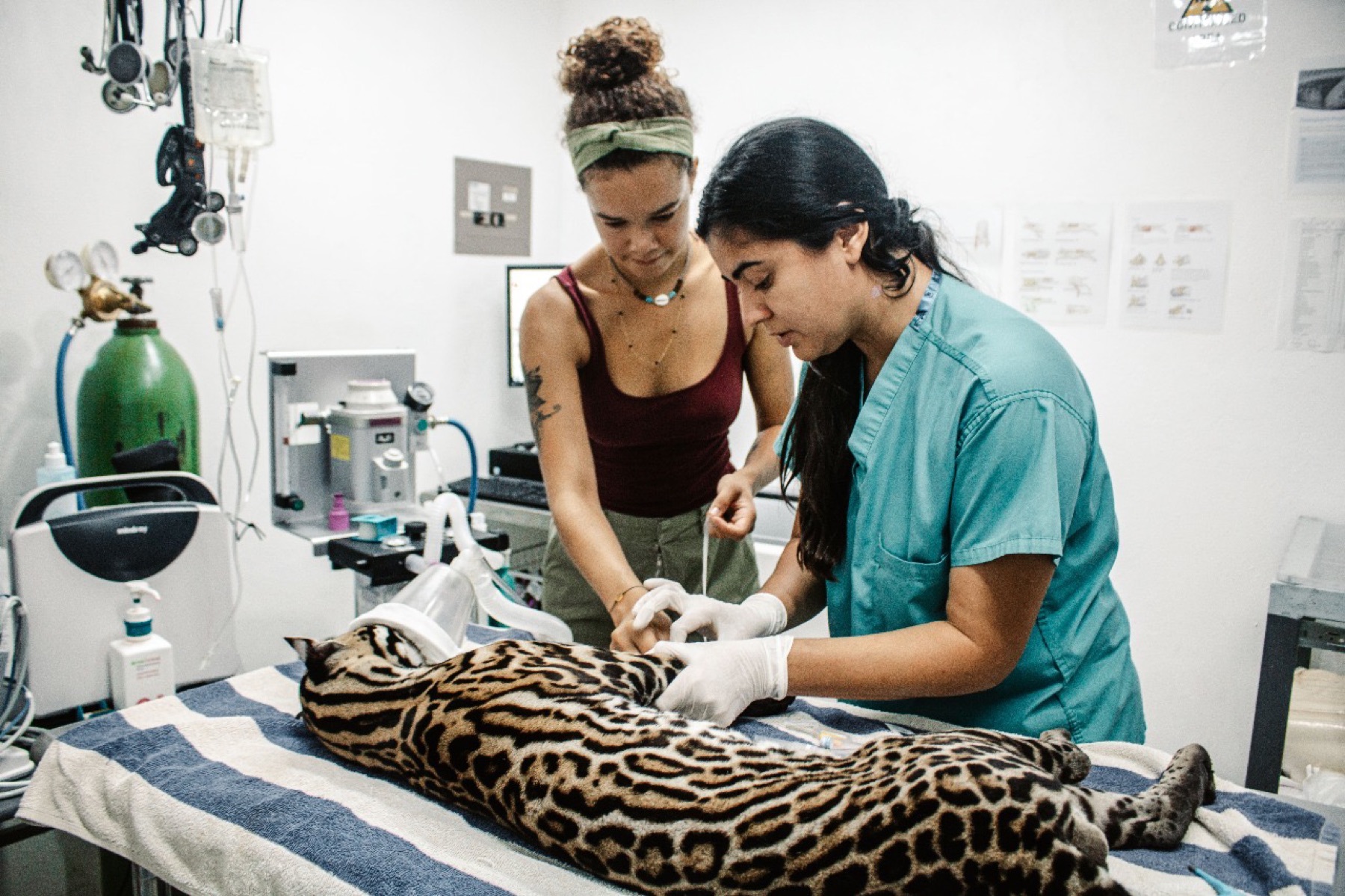 Veterinary team treating an ocelot
