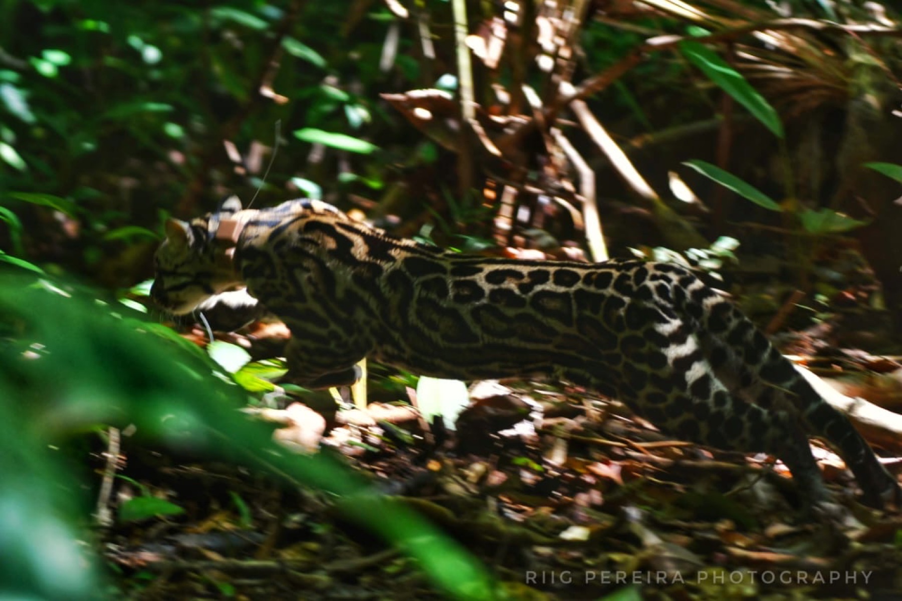 Margay in the Osa forest