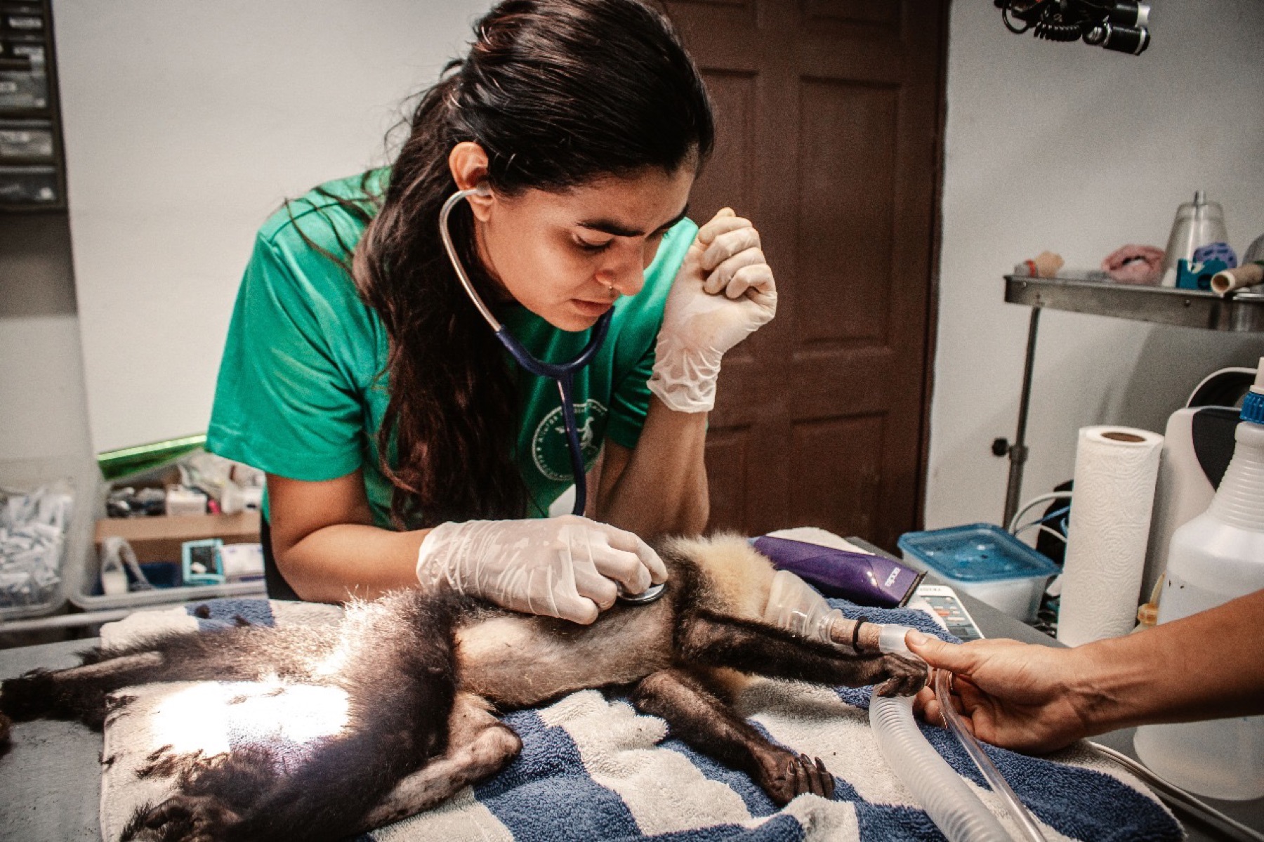 Sandy Quirós carrying out wildlife veterinary work