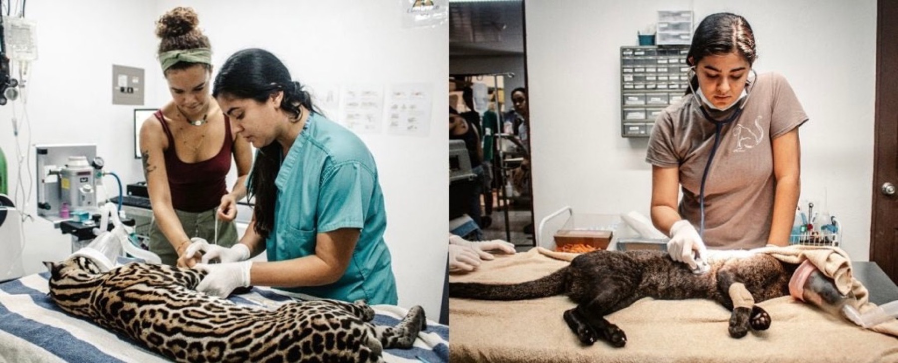 Wildlife veterinary work